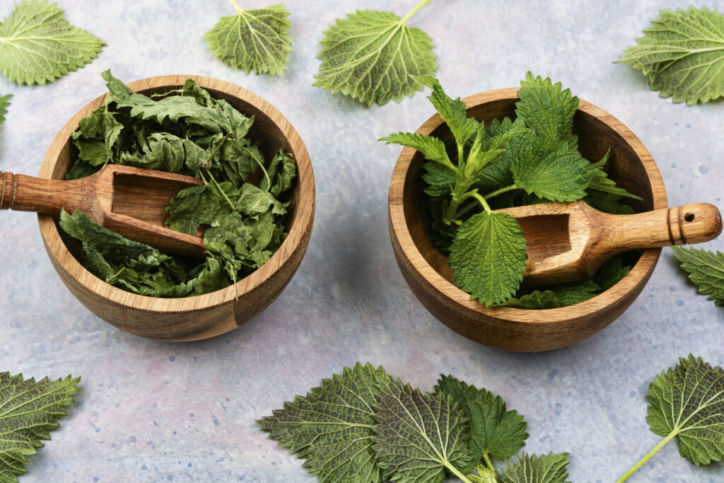 Green leaves fresh and dry nettle.